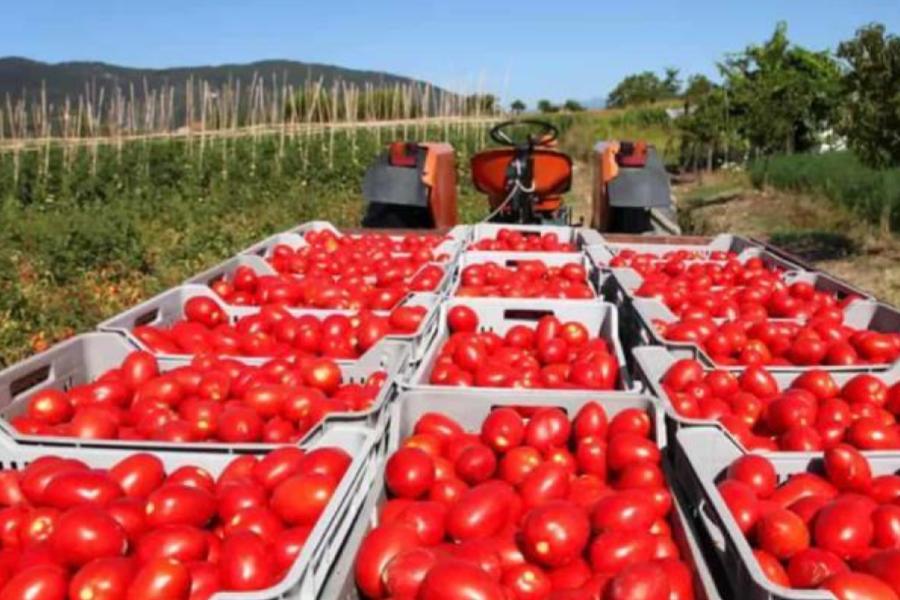 Tensión comercial: EE.UU. impone arancel al jitomate y México reacciona