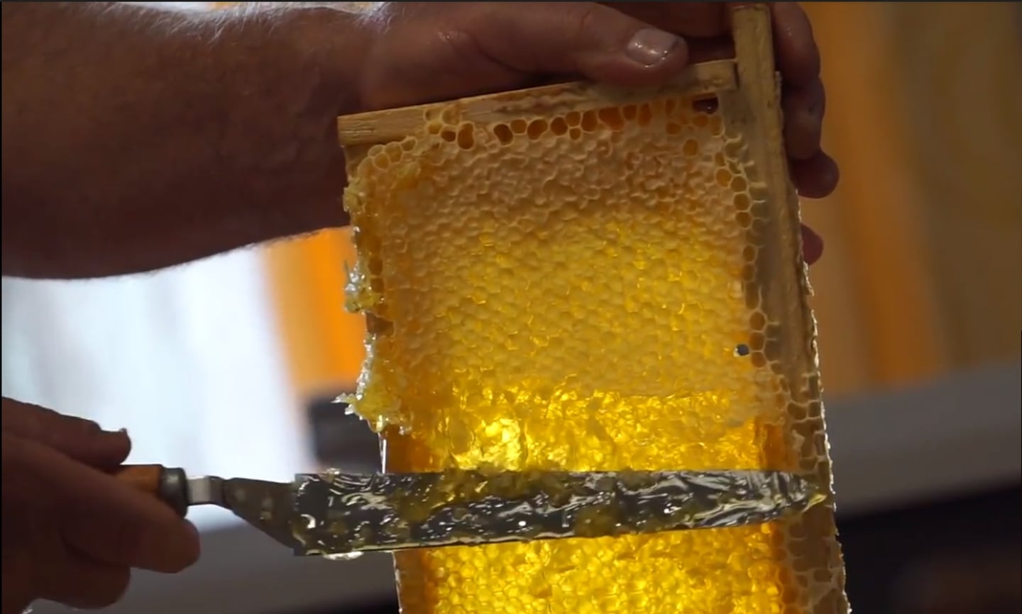 Dependiendo del territorio, la miel puede tener distinto color o sabor. (Foto: gentileza Secretaría de Turismo y Cultura de Colón)